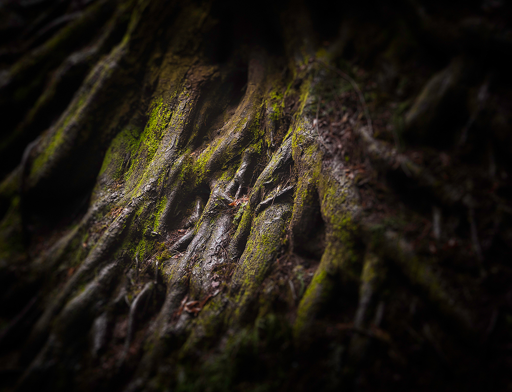 Forest_Park_HDR2_crop_2_sm